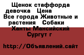 Щенок стаффорда девочка › Цена ­ 20 000 - Все города Животные и растения » Собаки   . Ханты-Мансийский,Сургут г.